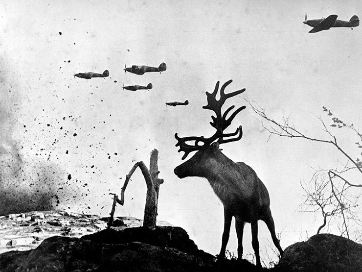 Reindeer, Murmansk, 1941